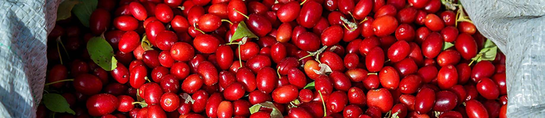 خواص زغال اخته چیست ؟